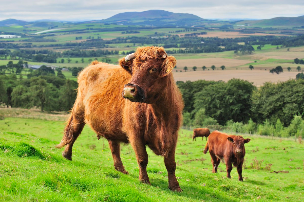 NatureScot's tweet photo. You may encounter livestock when walking your dog in the countryside this weekend.
If cattle react aggressively and move towards you, keep calm and follow the #ScottishOutdoorAccessCode - let go of your dog and take the shortest, safest route out of the field.
#KnowTheCode https://t.co/ApbGrnY4E2