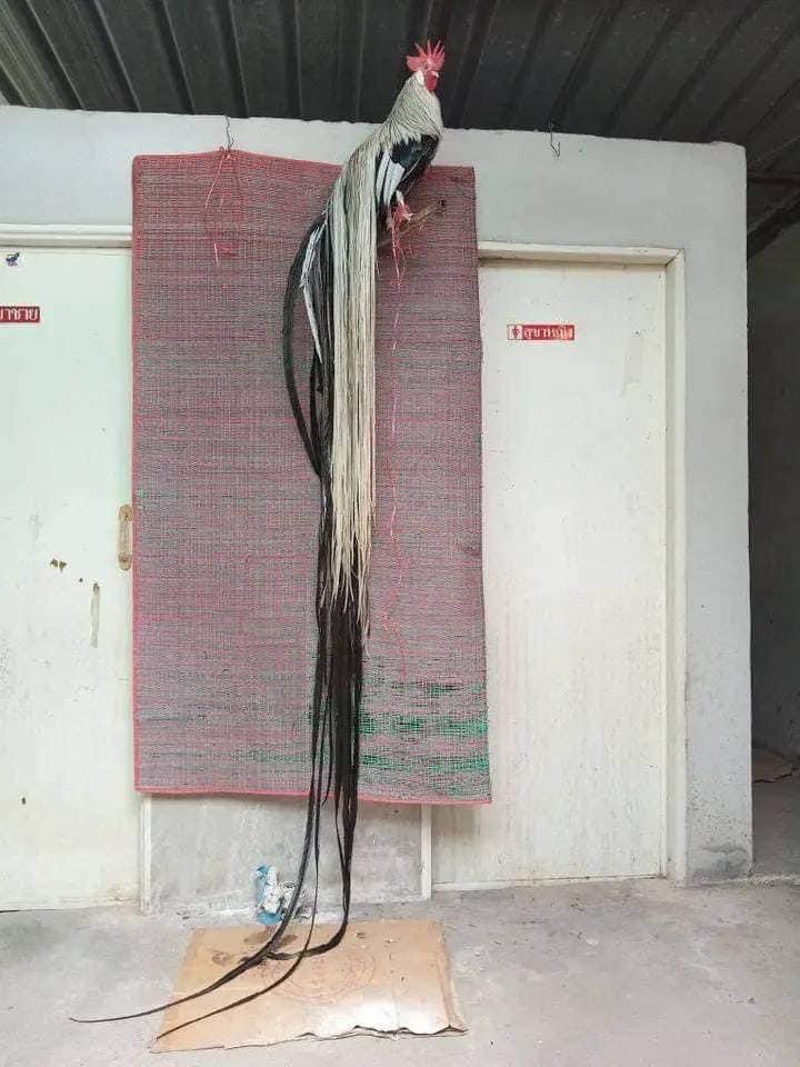 ว่าไงนะคะ tweet media