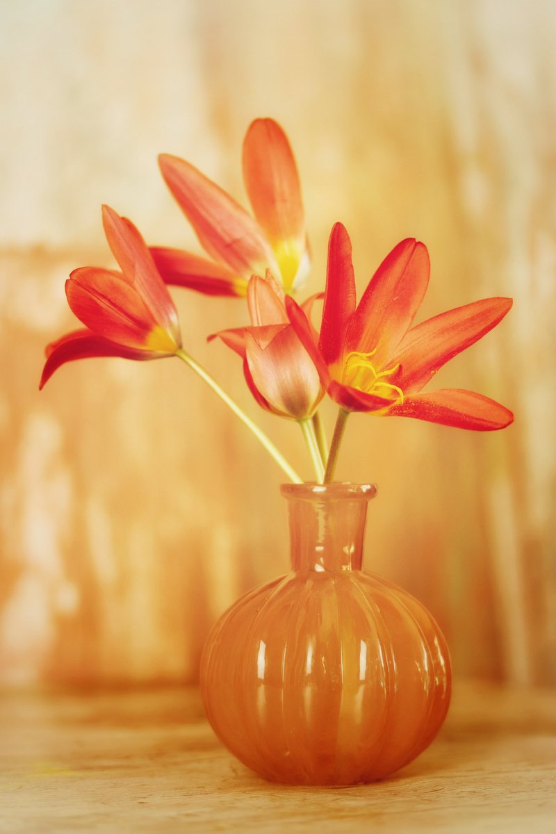 sasha blythe tweet media