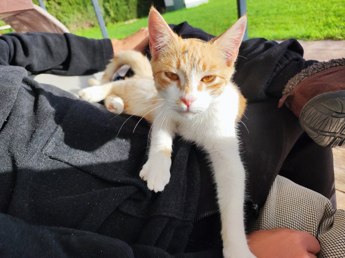 anaRB's tweet photo. Gatete de unos 4 meses busca persona que lo adopte. Muy cariñoso y te sigue a todas partes. https://t.co/qngGoZ5FDa