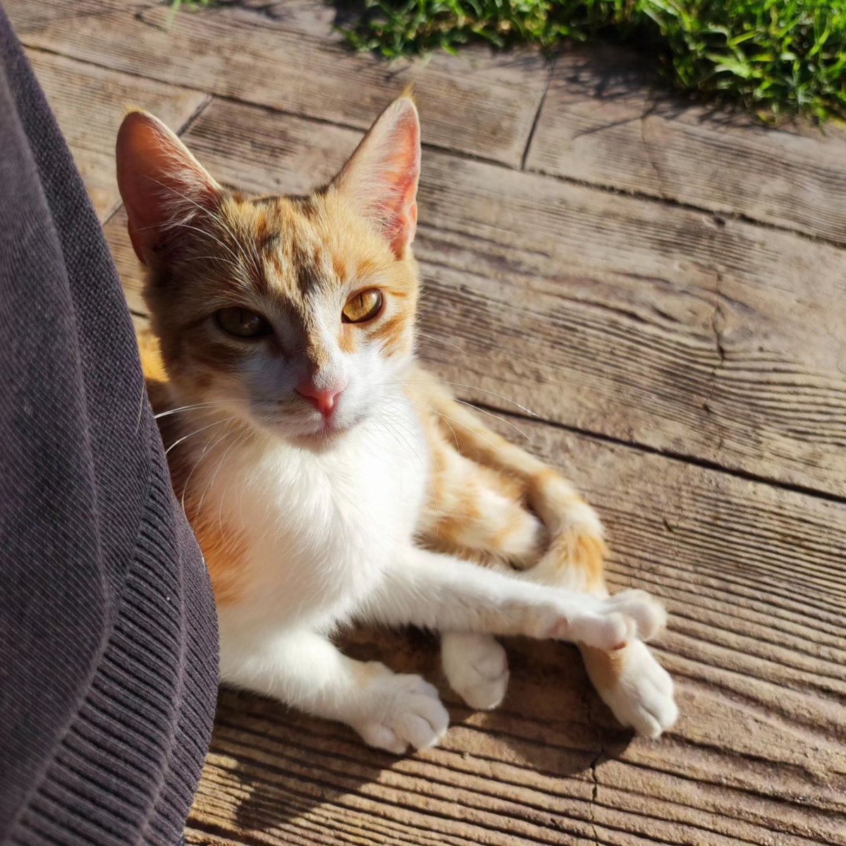 anaRB's tweet photo. Gatete de unos 4 meses busca persona que lo adopte. Muy cariñoso y te sigue a todas partes. https://t.co/qngGoZ5FDa