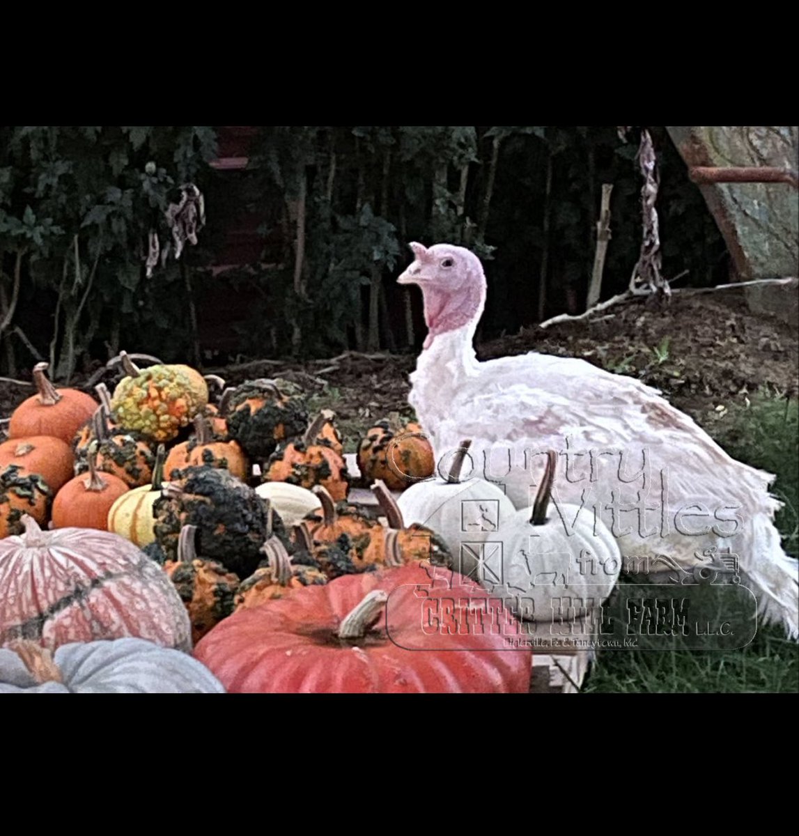 VittlesFarm's tweet photo. #thanksgiving2023  #familymeals @FRESHFARMDC @PVFM20854 @FarmersMarketUM 

Reserve your turkey today! 
https://t.co/jx0uU61tNO https://t.co/7LvKrsUE39