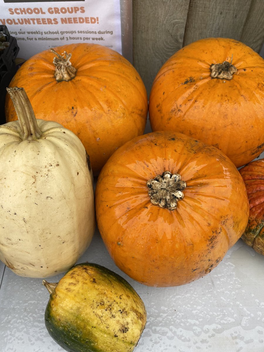 We’re open today until 1pm if you want to swing by for your produce 🎃 🥬 🍅 🌶️ we take cash and card, you can grab a warning cuppa too!