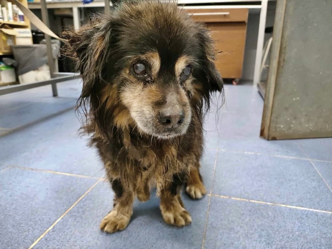 Le conoces??? Sabes de quién es???

Este perrito ha sido recogido en ARÍNS, Santiago de Compostela, #ACoruña.

Es mayor. ¿Alguien lo está buscando??. 
Si no aparece su "dueñ@" (pasados 10 días) ¿Puedes ayudarlo??.

Actualmente se encuentra en la perrera de BANDO.
Si tienes alguna