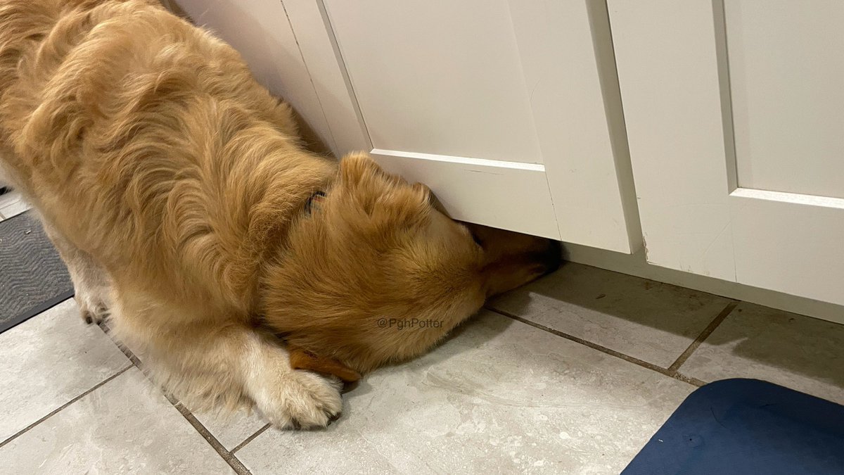PghGoldens's tweet image. As part of my #NoCrumbsLeftBehind campaign, I am making sure the kitchen floor is as clean as possible. Treats forthcoming. You’re welcome. 

#DogsOfTwitter #GoldenRetrievers