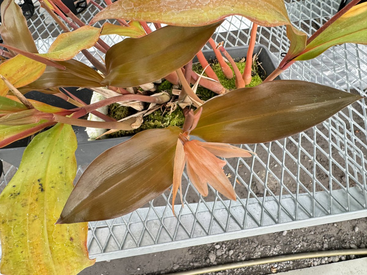 Coelogyne kinabaluensis
incrassataより少し大きめな
こちらも透明感ある花を咲かせるセロジネ
incrassataより育てやすい気がする

新葉はオレンジ味のある銅葉
とても綺麗です🤤