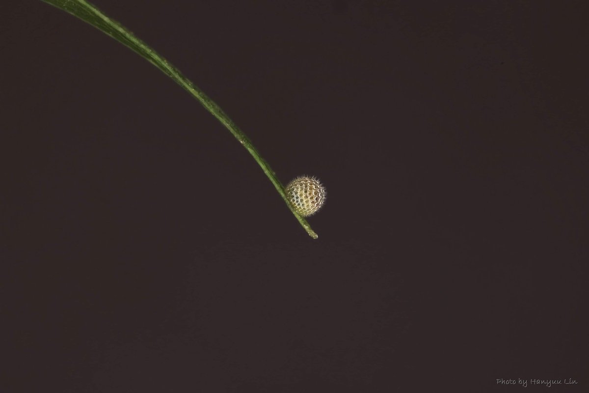 Hanyuu_lin's tweet photo. 𝑁𝑒𝑝𝑡𝑖𝑠 𝑡𝑎𝑖𝑤𝑎𝑛𝑎 - Egg

#Taiwan #Butterfly 
#Neptis #egg https://t.co/mV3zfTpKhk