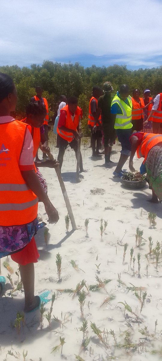 🌱 Recently participated in a mangrove planting activity along the coastal areas of Mida Creek. Exciting to contribute to ecosystem restoration and climate resilience! #wherewecomefrom #MangroveRestoration #EnvironmentalConservation 🌊