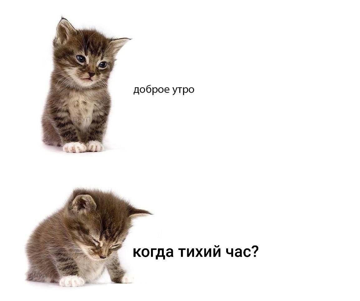 RussianMemesLtd's tweet photo. good morning

when is nap time? https://t.co/OMZ9aMYOJ4