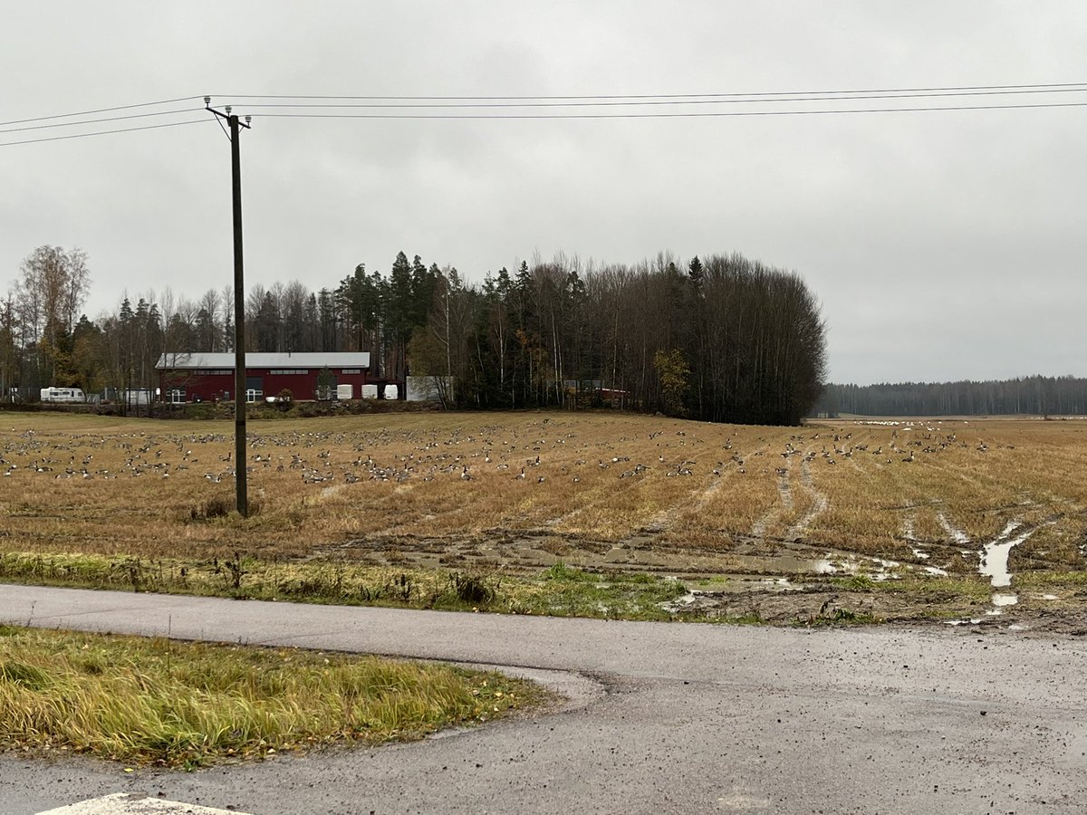 pullisveikko's tweet photo. Onko nämä nyt niitä Niilin Hanhia?
#hanhi #Niili #Espoo https://t.co/CucbhmUc5U