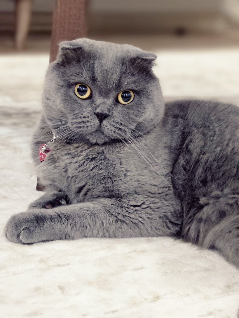 Kedim benden fotojenik 😊😊#catmodel #şero