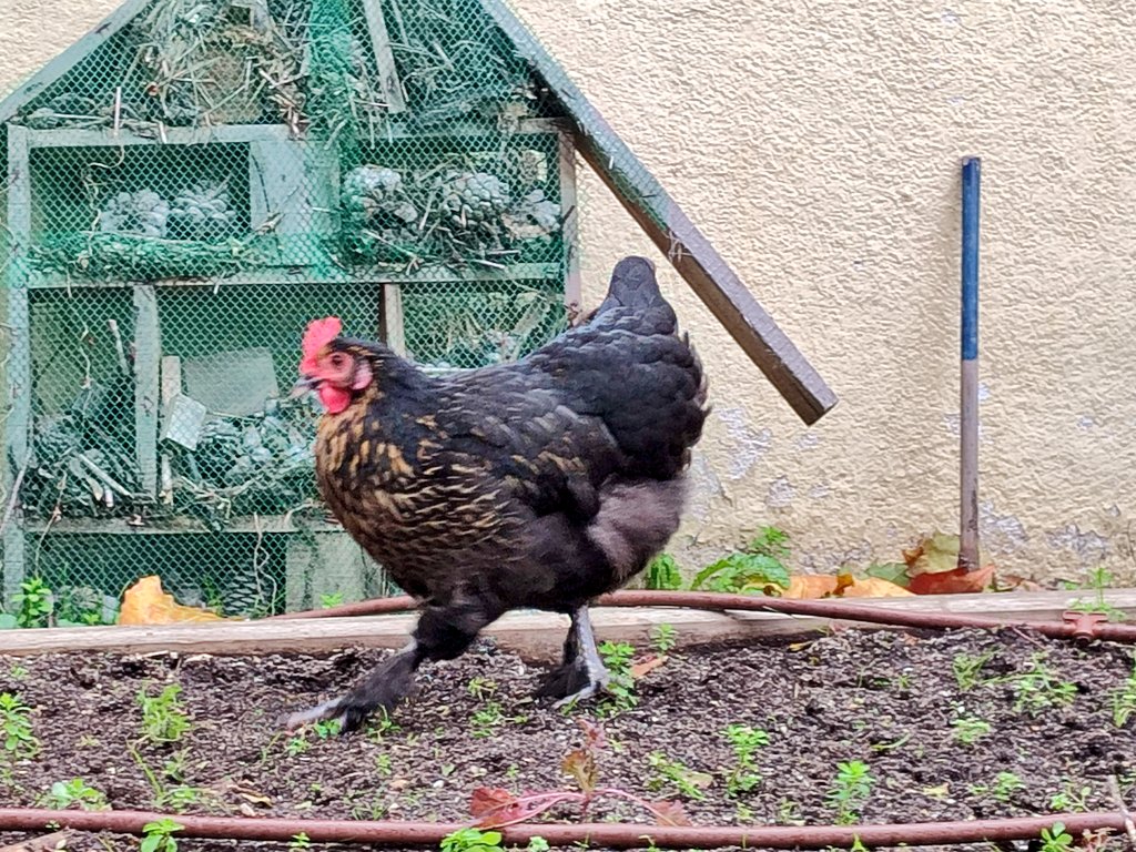 PrincipeCeip's tweet photo. Ya estamos a punto de decidir cómo se llamará esta preciosidad que se ha unido este curso a nosotros. Mezcla de Araucana y Marans.
Hay muchas propuestas:
Canela, Magdalena, Caramelo, Plumitas, Batman, Rogismunda... ¡Ya veremos qué nombre sale elegido! 🥰 https://t.co/qXgO9MMflM