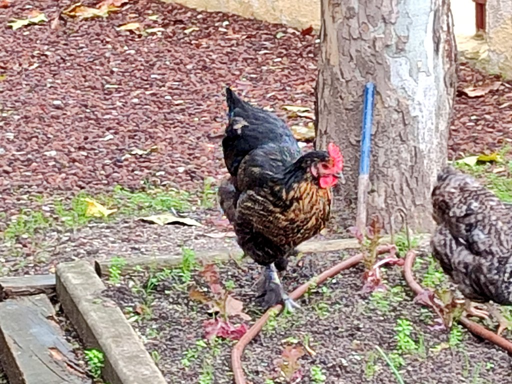 PrincipeCeip's tweet photo. Ya estamos a punto de decidir cómo se llamará esta preciosidad que se ha unido este curso a nosotros. Mezcla de Araucana y Marans.
Hay muchas propuestas:
Canela, Magdalena, Caramelo, Plumitas, Batman, Rogismunda... ¡Ya veremos qué nombre sale elegido! 🥰 https://t.co/qXgO9MMflM