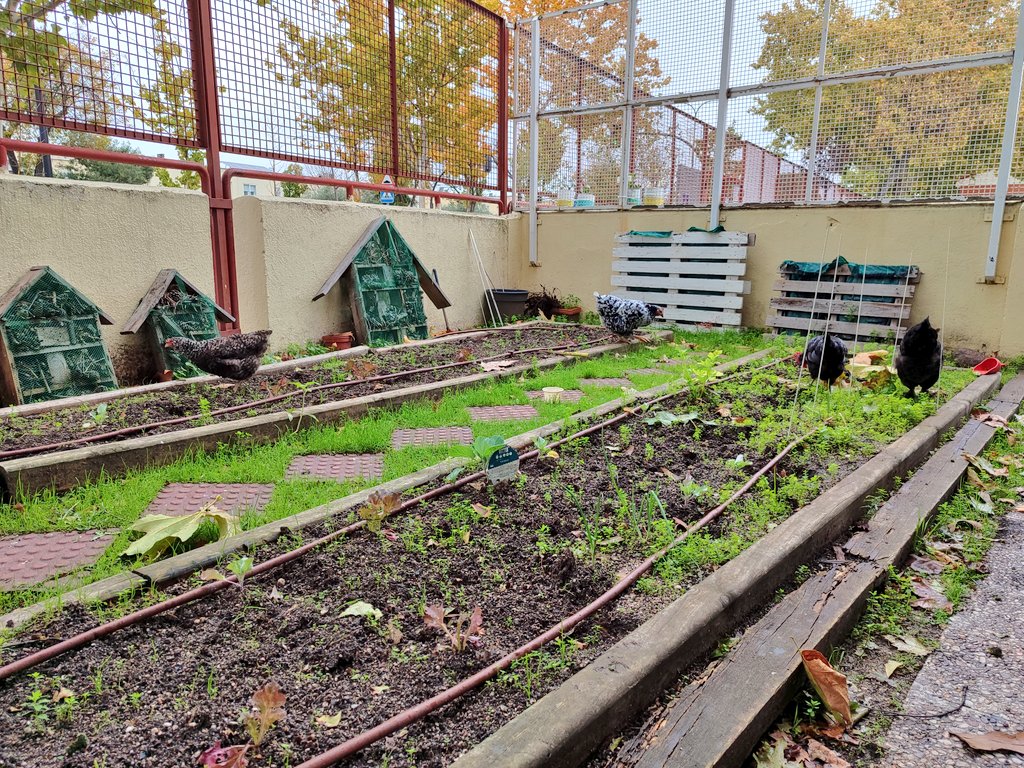 PrincipeCeip's tweet photo. Ya estamos a punto de decidir cómo se llamará esta preciosidad que se ha unido este curso a nosotros. Mezcla de Araucana y Marans.
Hay muchas propuestas:
Canela, Magdalena, Caramelo, Plumitas, Batman, Rogismunda... ¡Ya veremos qué nombre sale elegido! 🥰 https://t.co/qXgO9MMflM