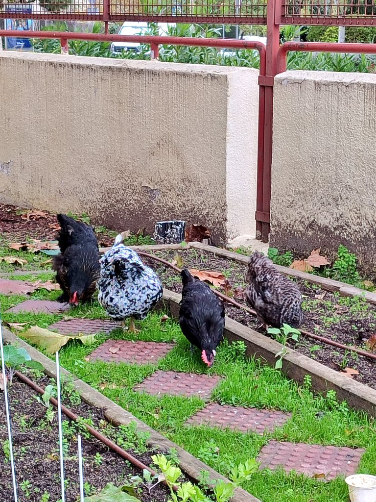 PrincipeCeip's tweet photo. Ya estamos a punto de decidir cómo se llamará esta preciosidad que se ha unido este curso a nosotros. Mezcla de Araucana y Marans.
Hay muchas propuestas:
Canela, Magdalena, Caramelo, Plumitas, Batman, Rogismunda... ¡Ya veremos qué nombre sale elegido! 🥰 https://t.co/qXgO9MMflM