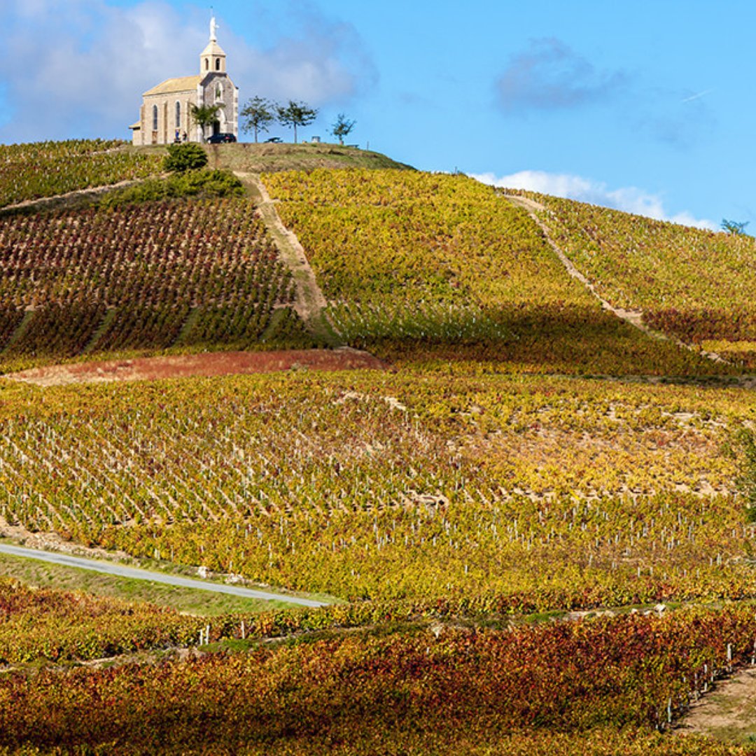 Beaujolais’s superstar, Jean Foillard is an influential figures in the natural wine movement. ‘Burgundian’ in character, wines are full of depth &amp; stand out for their intensity, freshness and elegance. 

#beaujolais #redwine #domainejeanfoillard