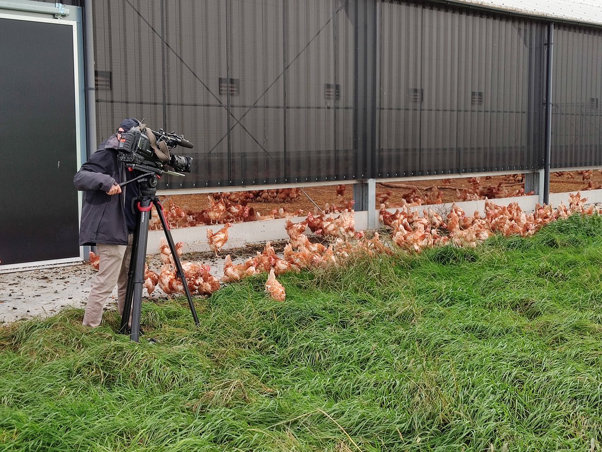 Bijzonder moment, kippen na een ophok periode van twee jaar en ondanks dat vorig jaar geruimd als gevolg van vogelgriep nu de kippen naar buiten. <a href="/tvgelderland/">tvgelderland</a> was erbij.