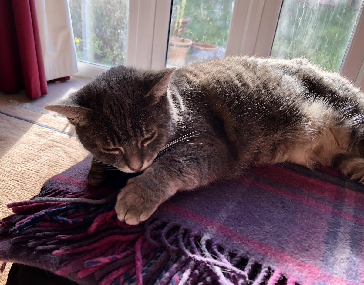 thehappysalmon's tweet image. I feel I must put a disclaimer out. The tubby tabby pictured below, is a very clever cat. She can open doors, extricate the sausage meat from a sausage roll inside three separate bags. But she can not play the recorder 😂🪈 #PunctuationMatters