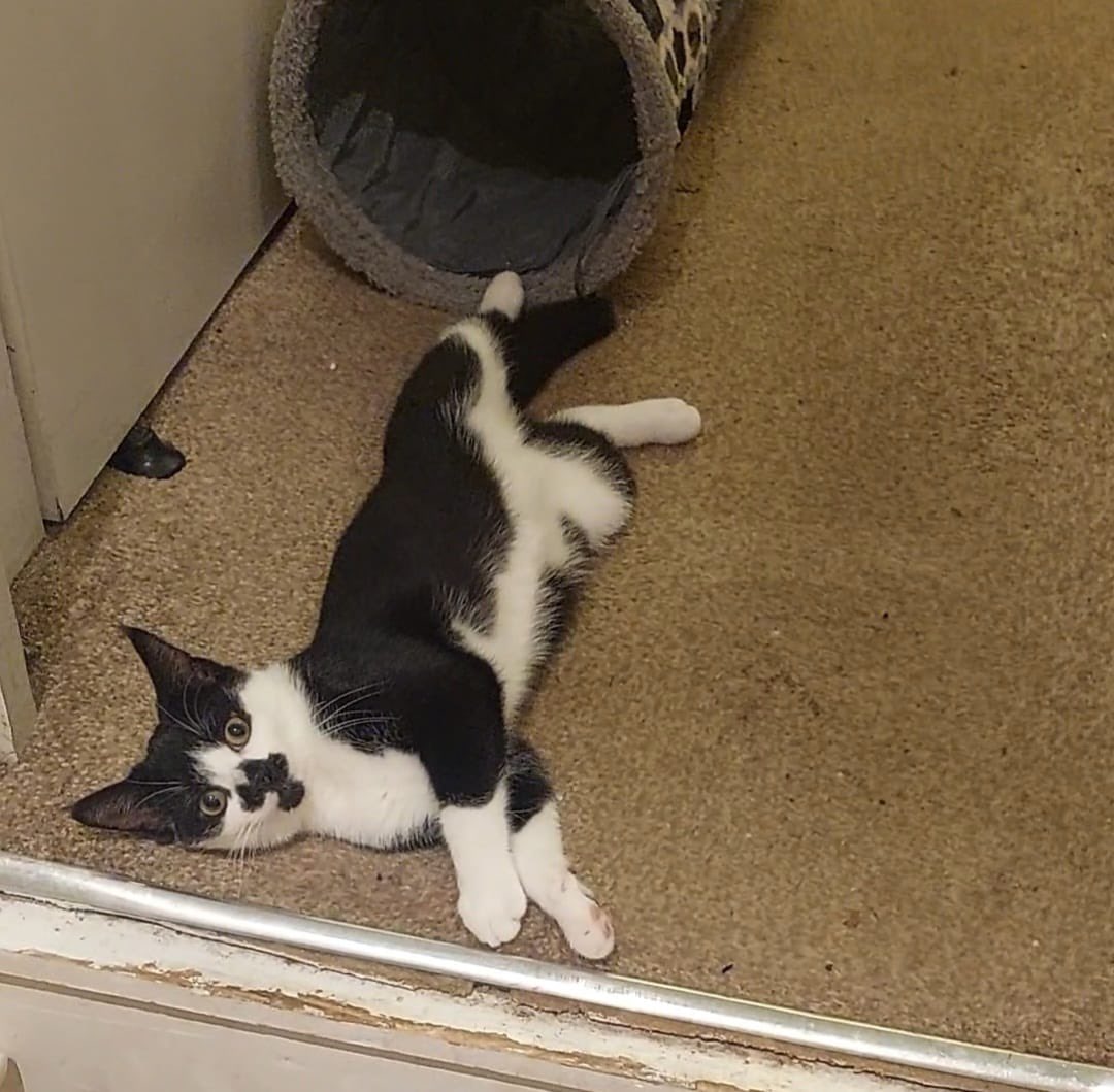 MYComedyLeics's tweet photo. For #caturday it’s good to see that young Jamie is an excellent longer just like me. https://t.co/F2wGH9agTC