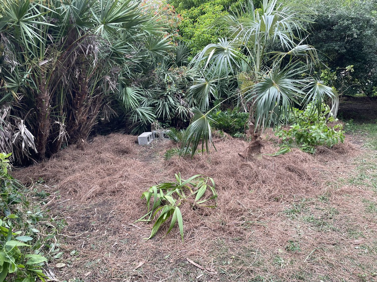andrewkearns64's tweet photo. #GreenClub in action Friday afternoon in our @josemartimast #nativearboretum! Cleared our pine rockland section and itβs looking good! ππΏ#mast2324 @FairchildGarden @fl_native_plant @DadeFNPS @MDCPSSTEAM @STEAMDesignated @SMdcps @MDCPSCommunity @SuptDotres https://t.co/jzKfKEC3DP