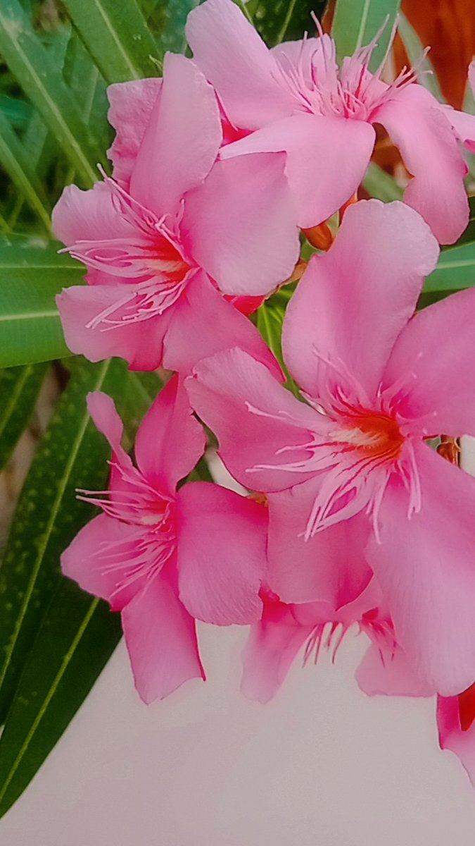 pink nerium oleander flowers...🌸📷❤️ #nature #beauty #flowers #waytowild #photography #photographylovers #photographyeveryday #exhibition #exhibition2023 #indiaves #wirldlifephotograhy #ThePhotoHour #naturelife #wildearth #plants #environment #allindia #NatureBeautiful