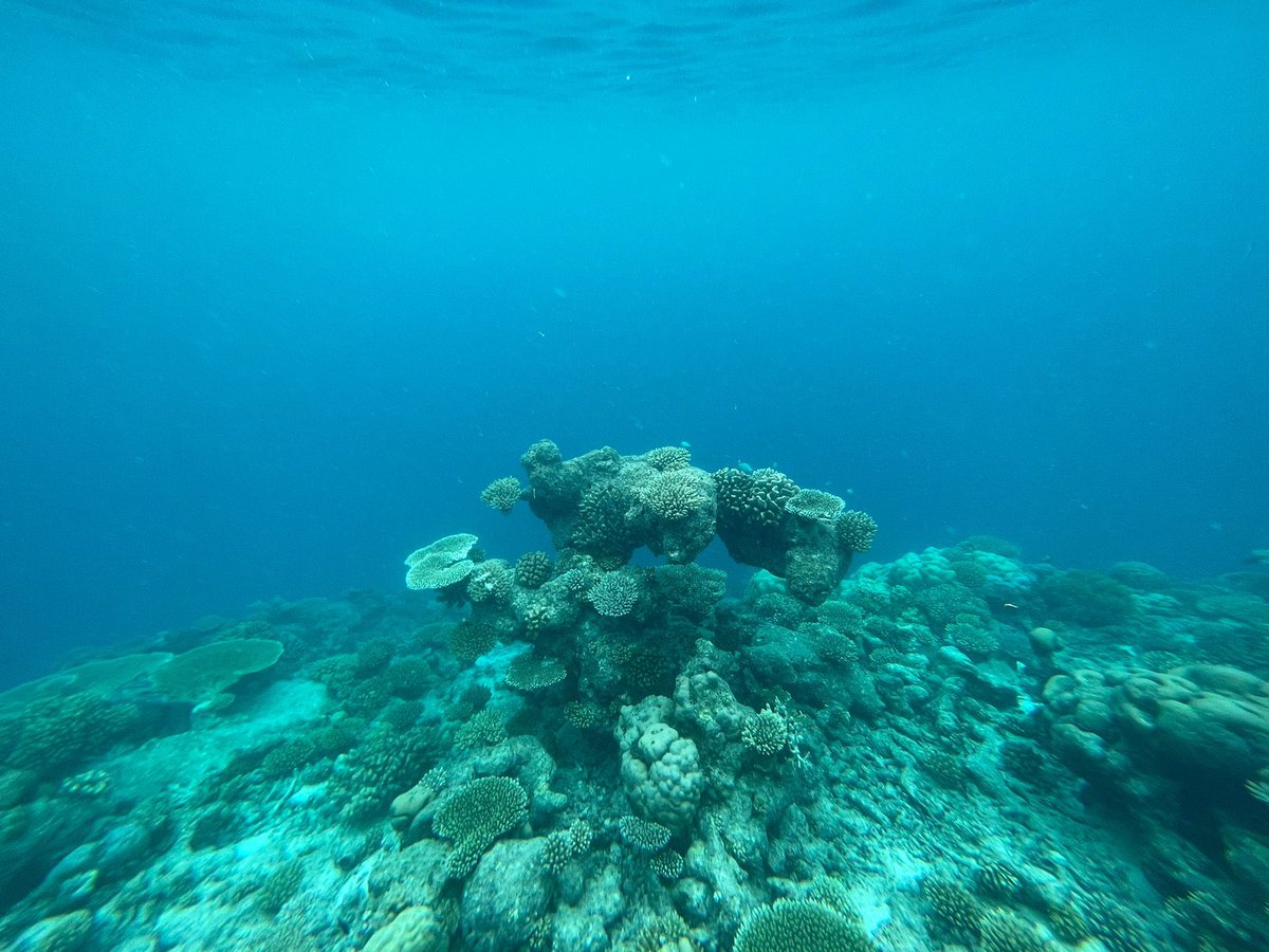 SpaceWatch.Global (@spacewatchgl) on Twitter photo 🌊 Another wonderful day at the <a href="/KarmanProject/">The Karman Project</a> fellowship in #maldives with <a href="/sixsenses/">Six Senses</a> and <a href="/Msromv/">Maldives Space Research Organisation</a>
📷 Pic Credits - Aoife van Linden Tol
<a href="/NirmaSuper/">Emma Gatti</a> #maldives #spaceinmaldives #space #spacetech #climate #Sustainability 🌊 Another wonderful day at the <a href="/KarmanProject/">The Karman Project</a> fellowship in #maldives with <a href="/sixsenses/">Six Senses</a> and <a href="/Msromv/">Maldives Space Research Organisation</a>
📷 Pic Credits - Aoife van Linden Tol
<a href="/NirmaSuper/">Emma Gatti</a> #maldives #spaceinmaldives #space #spacetech #climate #Sustainability