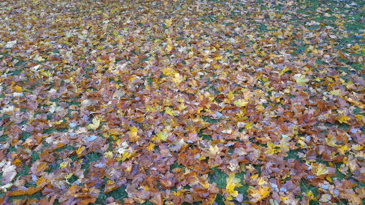 SwedishGamester's tweet photo. It's #saturday, late #autumn, most of the #leaves has fallen from the #trees and are covering the #ground so it's #RakingTime! But it's #raining on and off so ain't the best #weather conditions to be outside #RakingLeaves, but this is the only #weekend that I have #time for it. https://t.co/LSLYDgr4bc