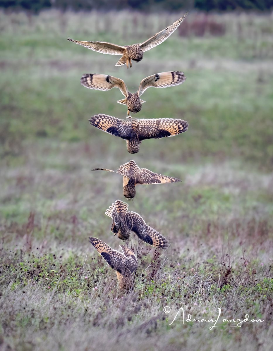 A  composite of 6 photos showing a Short-eared Owl hovering &amp; diving  head first into the grass for a vole on the Cornish coast. #wildcornwall <a href="/CBWPS1/">Cornwall Birds</a> @CwallWildlife <a href="/BobBosisto/">Bob Bosisto</a> <a href="/Kernowringer/">Peter Roseveare</a> <a href="/camelbirder/">Derek Julian</a> <a href="/BTO_Cornwall/">British Trust for Ornithology in Cornwall 〓〓</a> <a href="/JasminaGoodair/">Jasmina Goodair</a> <a href="/CarolynCadman/">Carolyn Cadman 〓〓</a> <a href="/B_Strawbridge/">Brigit Strawbridge</a> <a href="/nationaltrust/">National Trust</a>