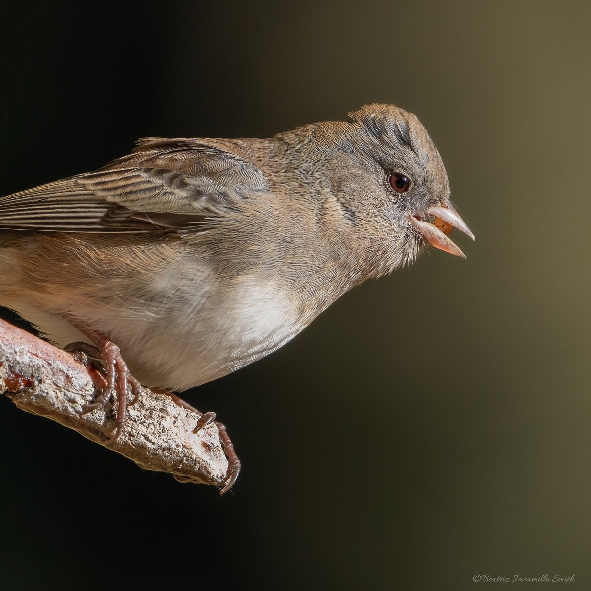 Dark-eyed Junco @CentralPark_NYC #birdcpp #fallmigration2023 #sparrows #migratorybirds #birds #aves #birdingphotography #birdswatching #birdsphotography #birdscentralpark