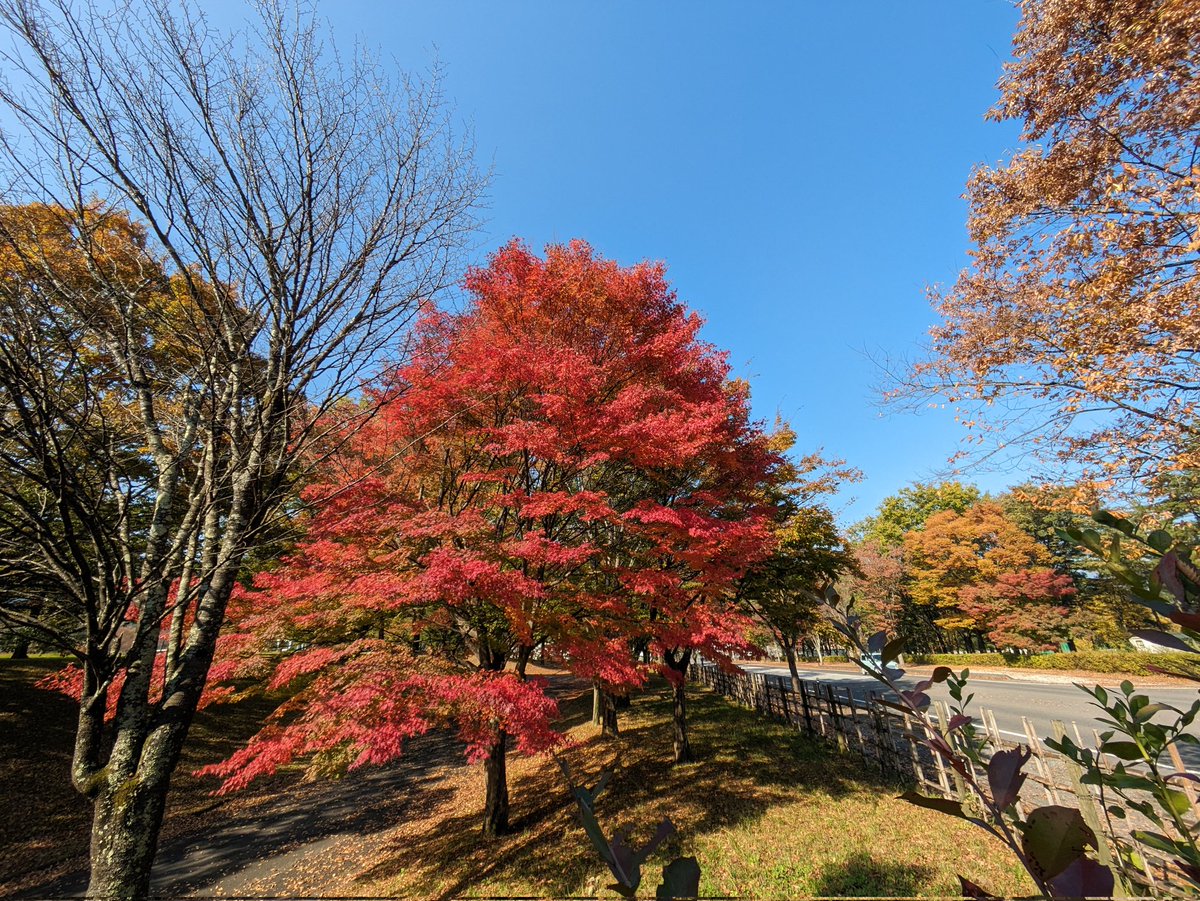 hiromeg's tweet photo. 福島県福島市あづま総合運動公園の・いちょう並木とあづま公園線の橋梁下から軟式野球場を散策路東側に真っ赤に色付く紅葉🍁がとても綺麗でした。すぐ見つけられますよ。
#福島市　#あづま運動公園いちょう並木 　#あづま運動公園軟式野球場　#紅葉 https://t.co/I9ghJqcnWZ
