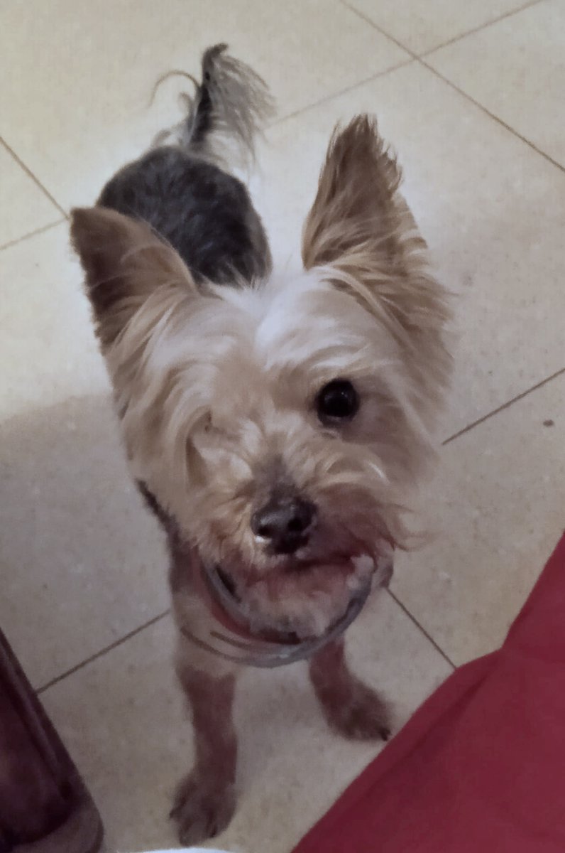 #Zaragoza
#SANDU es un pequeñín de 7 años al que le acaban de extirpar un ojito, pero es tan coqueto, que se lo tapa con el flequillo!!! (como un sex-simbol de los años 90 😜)

Es un perrito encantador. Sociable con perros y gatos, pero con las personas tiene un carácter un poco