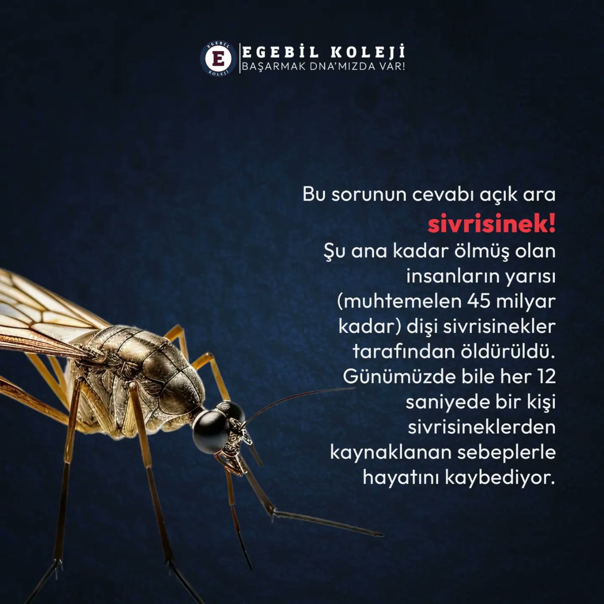 egebilkolejleri's tweet photo. Timsah? Kaplan? Ayı? Hayır, hiç biri değil. İnsanlık tarihinin en tehlikeli hayvanının sivrisinek olduğuna inanabiliyor musunuz?

#egebil #eğitim #AzBilinenGerçekler #hayvan #tehlike https://t.co/kGcWcr6Gfs