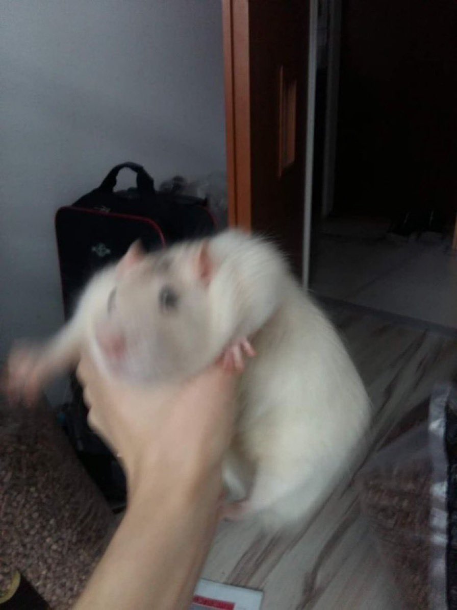 emptydemise's tweet photo. // basically how the morning is going https://t.co/6xRlDicyHx
