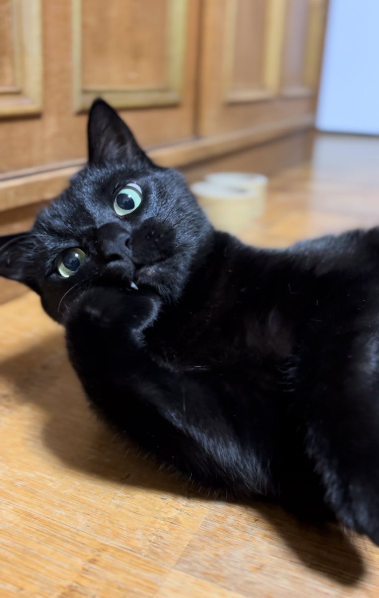 KuloxCha's tweet photo. ＃猫　

今日の晩御飯はオムライスにしました🥚

ワタシは生卵で、アレルギーを起こす為…
卵に鬼の様に熱を入れます🔥🍳☺️💦
割ったらトロッとするオムライス…
食べてみたいです🥲💦

え？
これまさか…わしら…なの？？
わしの顔、大きない？？？？
なクロ兄さん🐈‍⬛ https://t.co/n8jgOAApSU