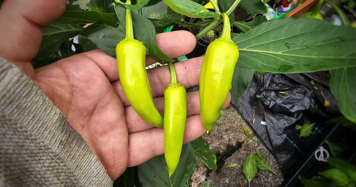 ChilliDiaries's tweet image. Hungarian Hot Wax still going! 

I've emptied this plant three times now! Loads more little fruit and even a few more flowers left on it.

#Chilli #Chili #HotPepper #GrowYourOwn #GYO