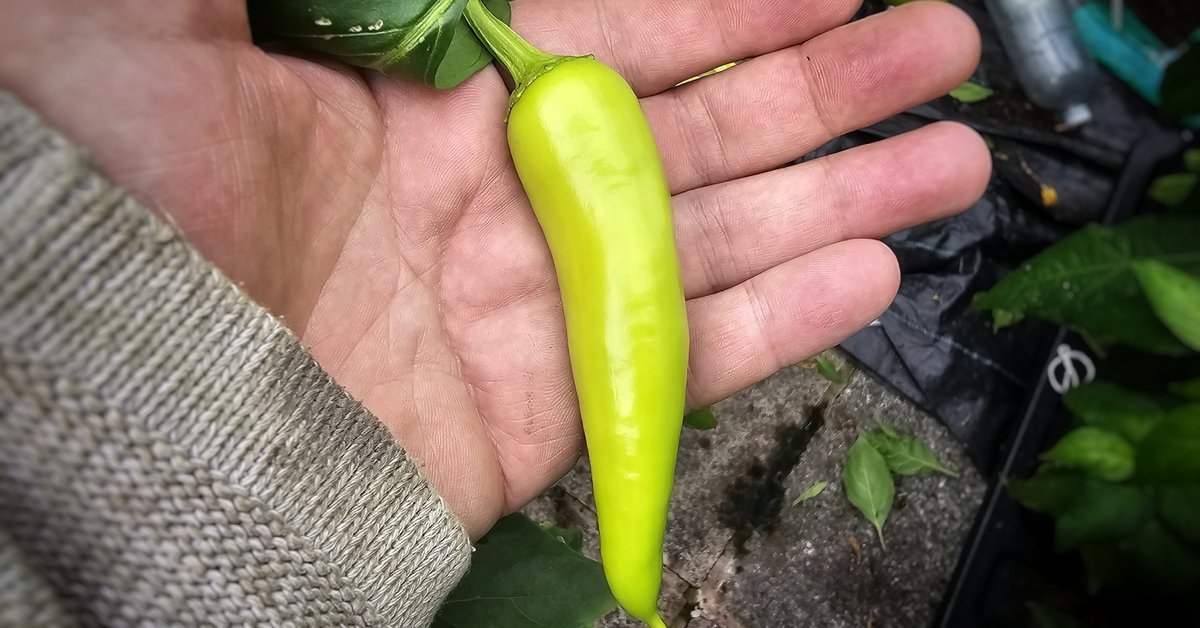 Hungarian Hot Wax still going! 

I've emptied this plant three times now! Loads more little fruit and even a few more flowers left on it.

#Chilli #Chili #HotPepper #GrowYourOwn #GYO