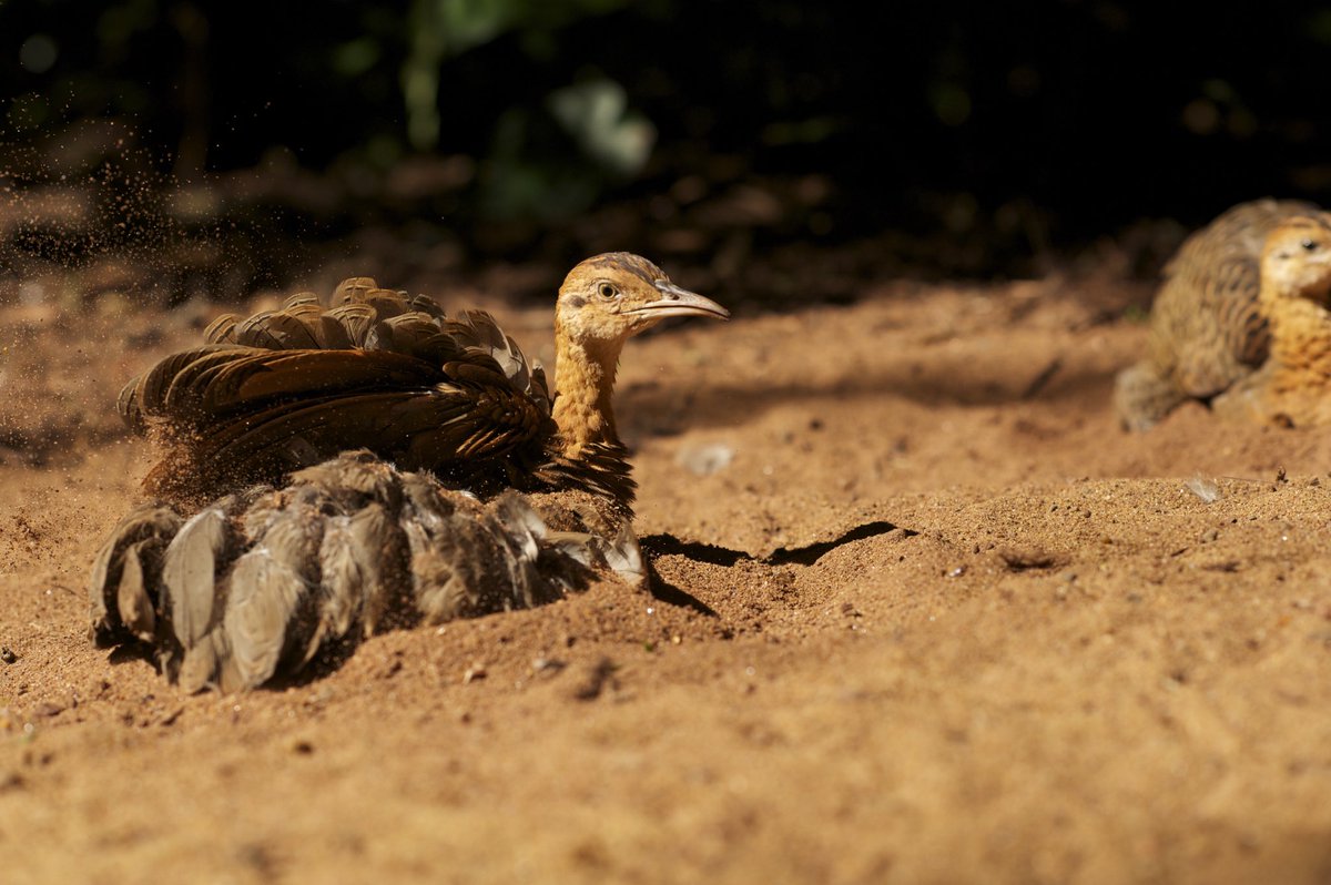 Bom dia! ☀️ 

Eai você sabe dizer se essa ave é um Perdiz ou um Macuco?