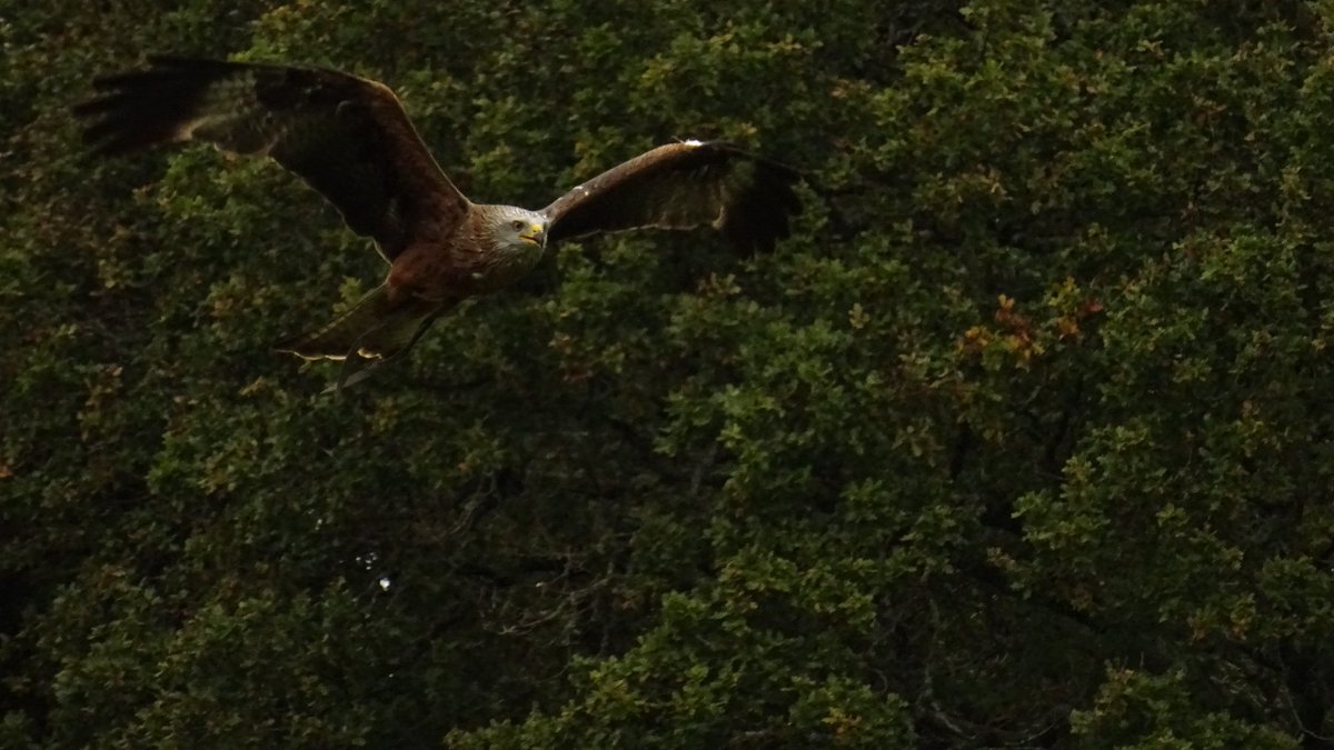 MattwicksBMR's tweet photo. Black kites @HavenFalconry @IWSteamRailway using my old Sony camera... Probably it's last trip out.
#Havenstreet #Falconry #IsleOfWight #IWSR #birds #IOW #BlackKite https://t.co/RDuSg5PmhB