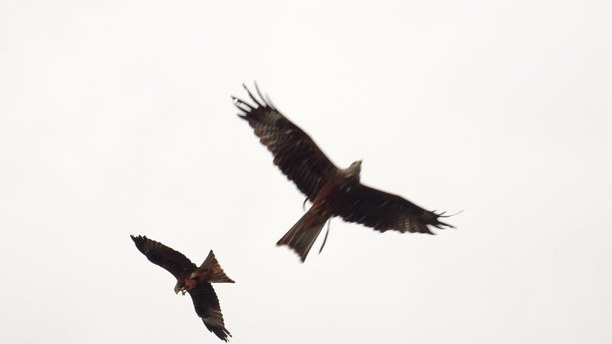 MattwicksBMR's tweet photo. Black kites @HavenFalconry @IWSteamRailway using my old Sony camera... Probably it's last trip out.
#Havenstreet #Falconry #IsleOfWight #IWSR #birds #IOW #BlackKite https://t.co/RDuSg5PmhB