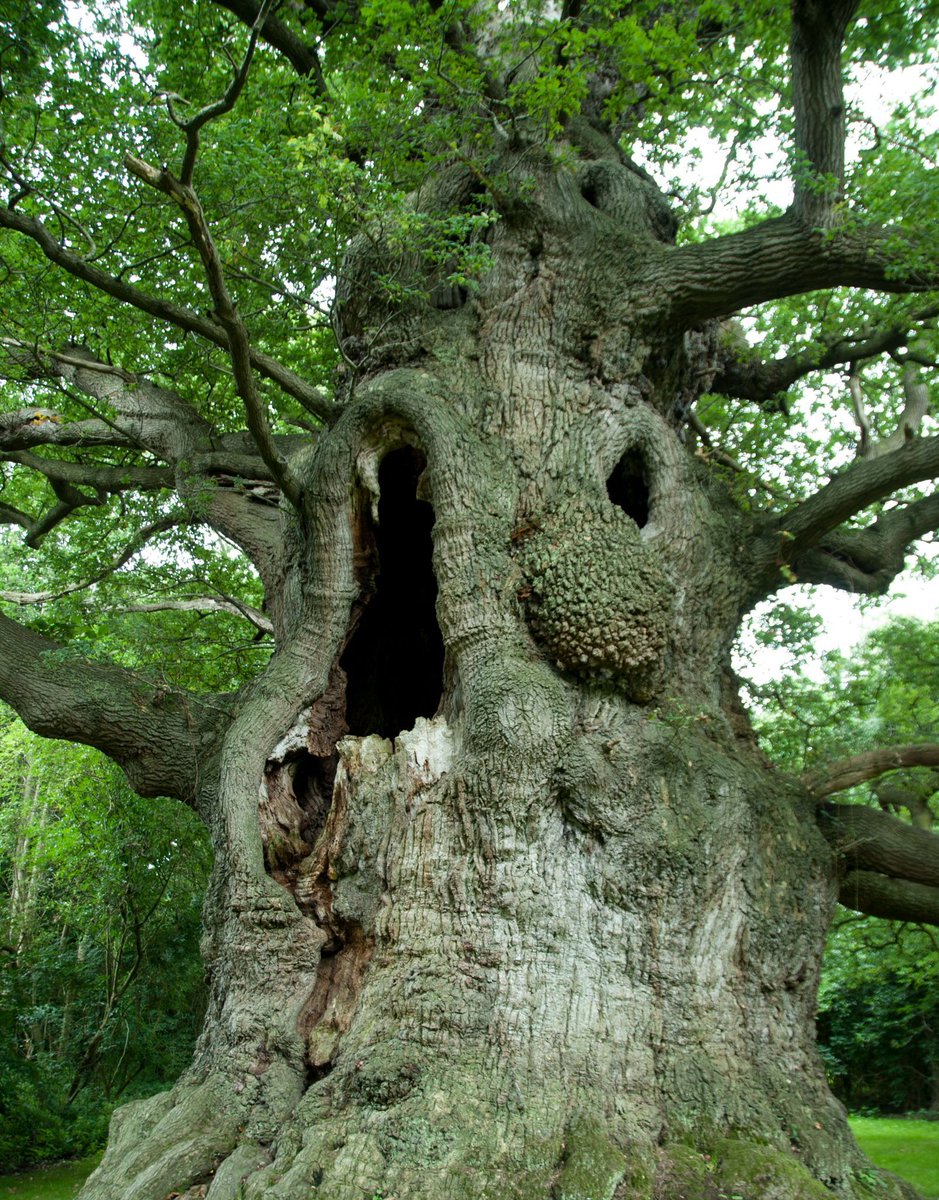 This is the Majesty Oak in Fredville in Kent – one of the most important and oldest/largest Oak trees in Britain. It is what is known as a Maiden tree – ie not been managed by pollarding.

It is probably 800+ years old, maybe over 1000!

(C) Jon Stokes