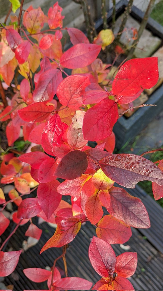 DrRison's tweet photo. One of the most magnificent reds in the autumn palette. Can you guess the plant? https://t.co/HsQFH1VaL4