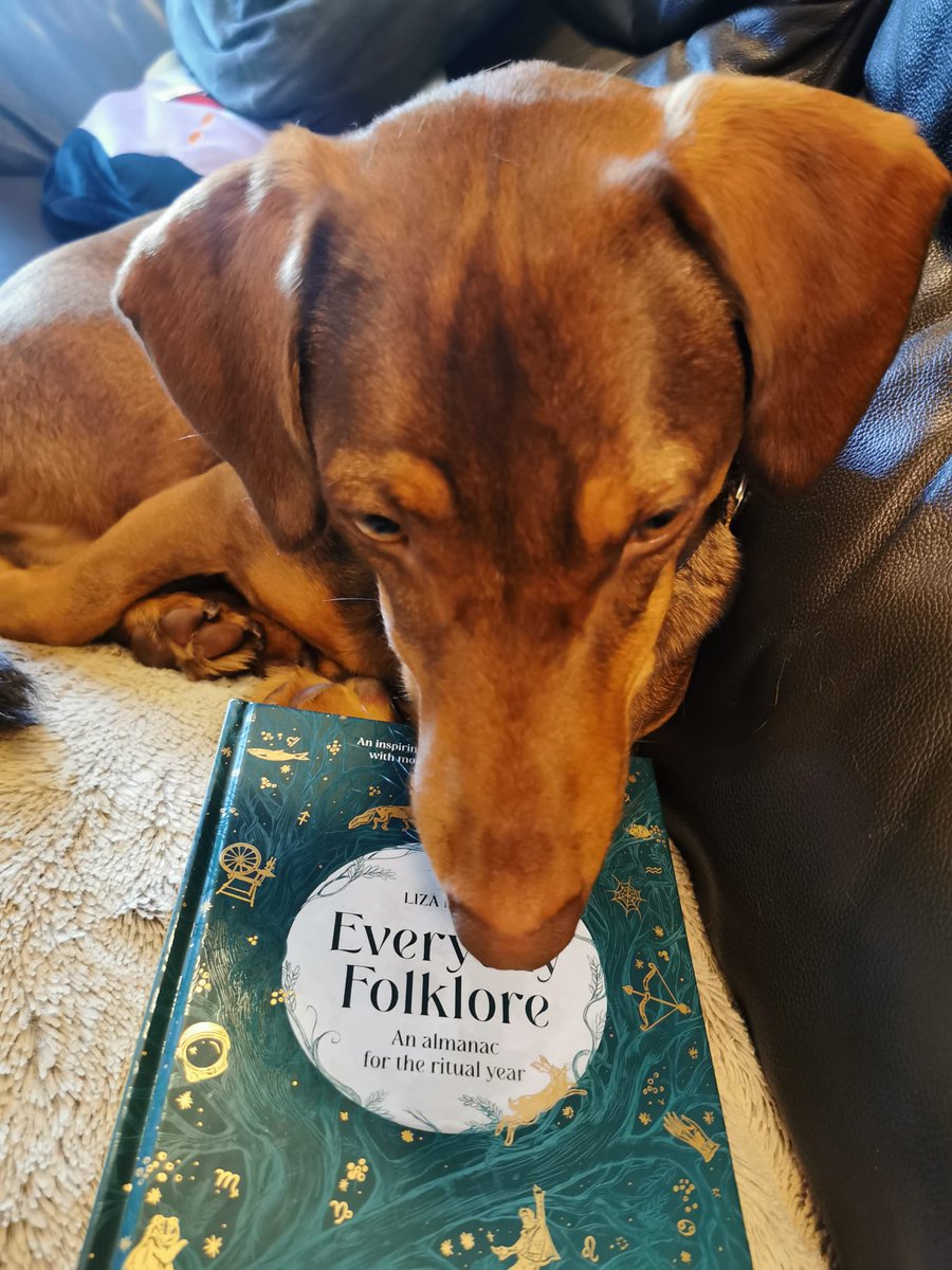lilithepunk's tweet photo. And here is the gorgeous Mr Frodo, faithful companion of the lovely @HildegunnTraa, bucking the cat trend and giving the book his sniff of approval! 

#Caturday #EverydayFolklore #DogsOfTwitter https://t.co/YCWLC8nyD6