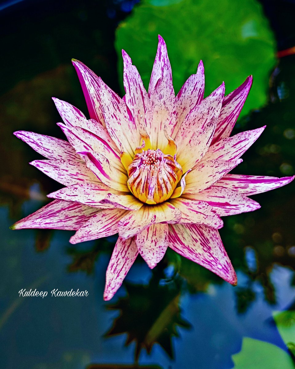 Pink Suwana Tropical 

#kuldeep_kawdekar #pondlilly #lillypads #lillyflower #pondplants #pondflowers #flowers #waterflowers #waterplants #nannysgardenworld #mygarden #flowerlovers