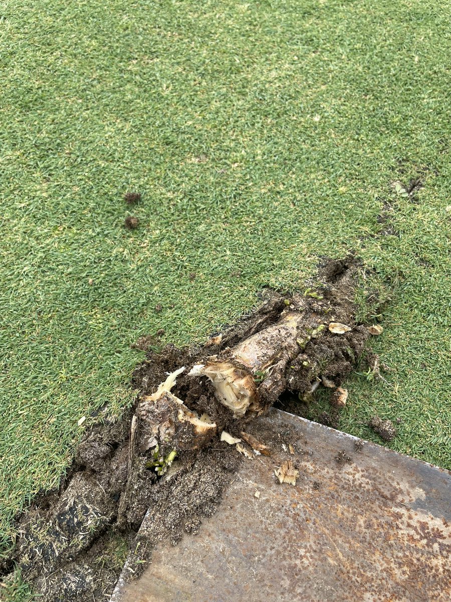 Beaverton Golf tweet media