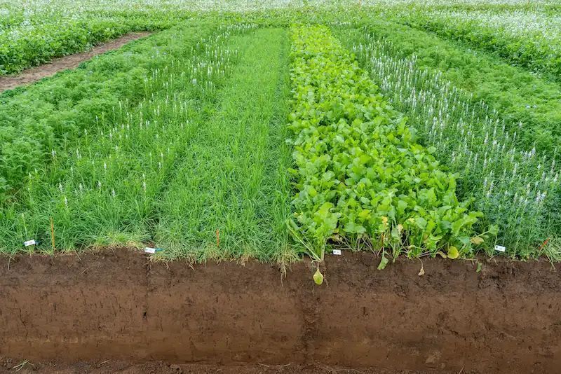Global Plant Council (@globalplantgpc) on Twitter photo Agriculture study delivers unexpected results: Cover crops and roots buff.ly/3ZCZpYH via @unibonn <a href="/uni_kassel/">Universitรคt Kassel</a> and @unigoettingen #agriculture Agriculture study delivers unexpected results: Cover crops and roots buff.ly/3ZCZpYH via @unibonn <a href="/uni_kassel/">Universitรคt Kassel</a> and @unigoettingen #agriculture