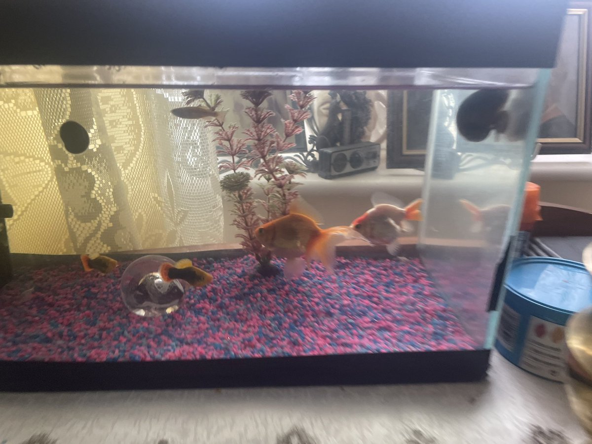 TjoLoLo7's tweet photo. All the 
#ZebraDanio 
#CardinalNeonTetra  
#Guppy  
#Ghostshrimp 
#StandardGoldfish 
#Platys 
#AppleSnail !!
#TigerSnail 
In the new bigger tank 
#KeepingFish https://t.co/w4r1XHiCtS