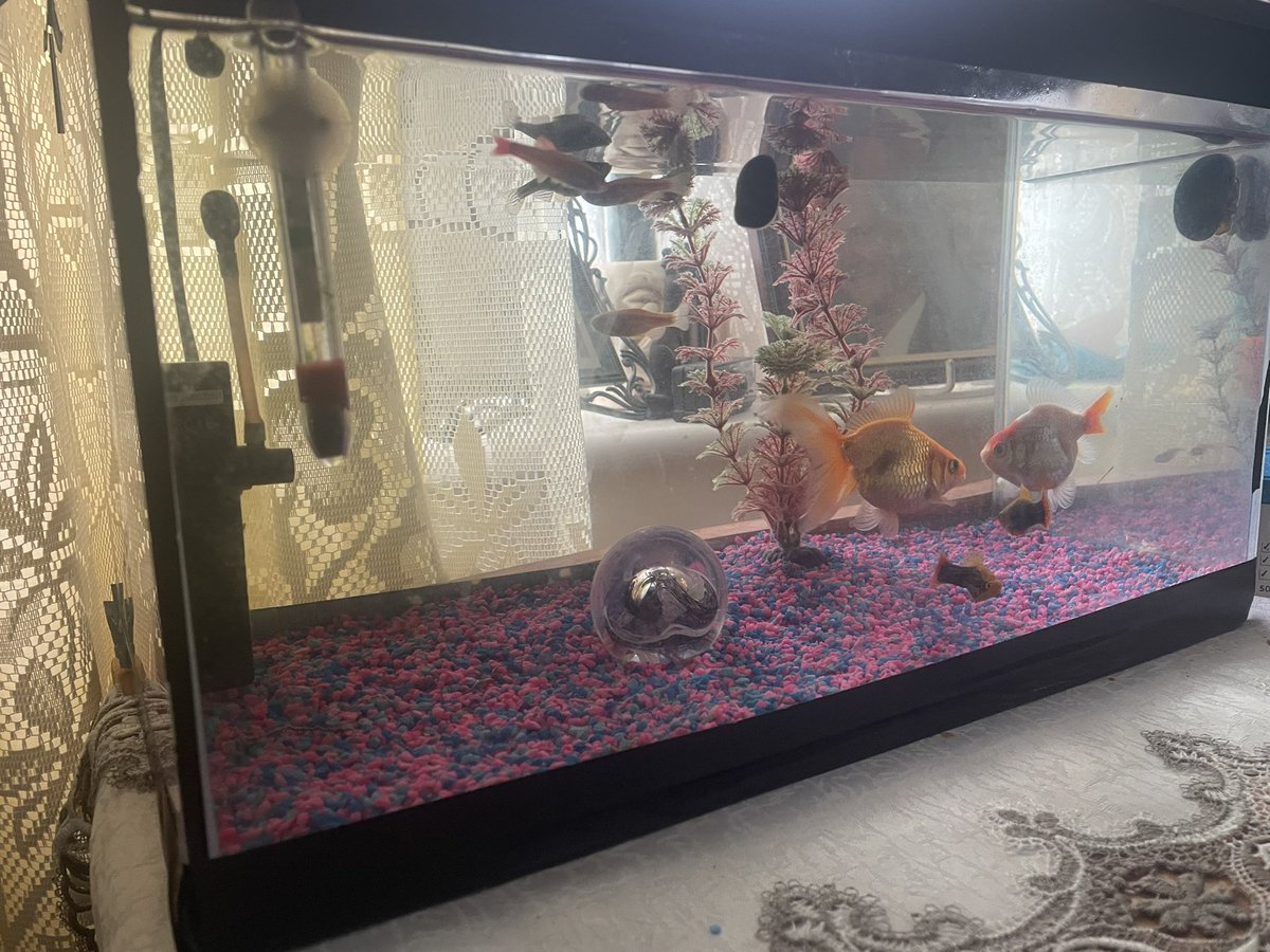 TjoLoLo7's tweet photo. All the 
#ZebraDanio 
#CardinalNeonTetra  
#Guppy  
#Ghostshrimp 
#StandardGoldfish 
#Platys 
#AppleSnail !!
#TigerSnail 
In the new bigger tank 
#KeepingFish https://t.co/w4r1XHiCtS