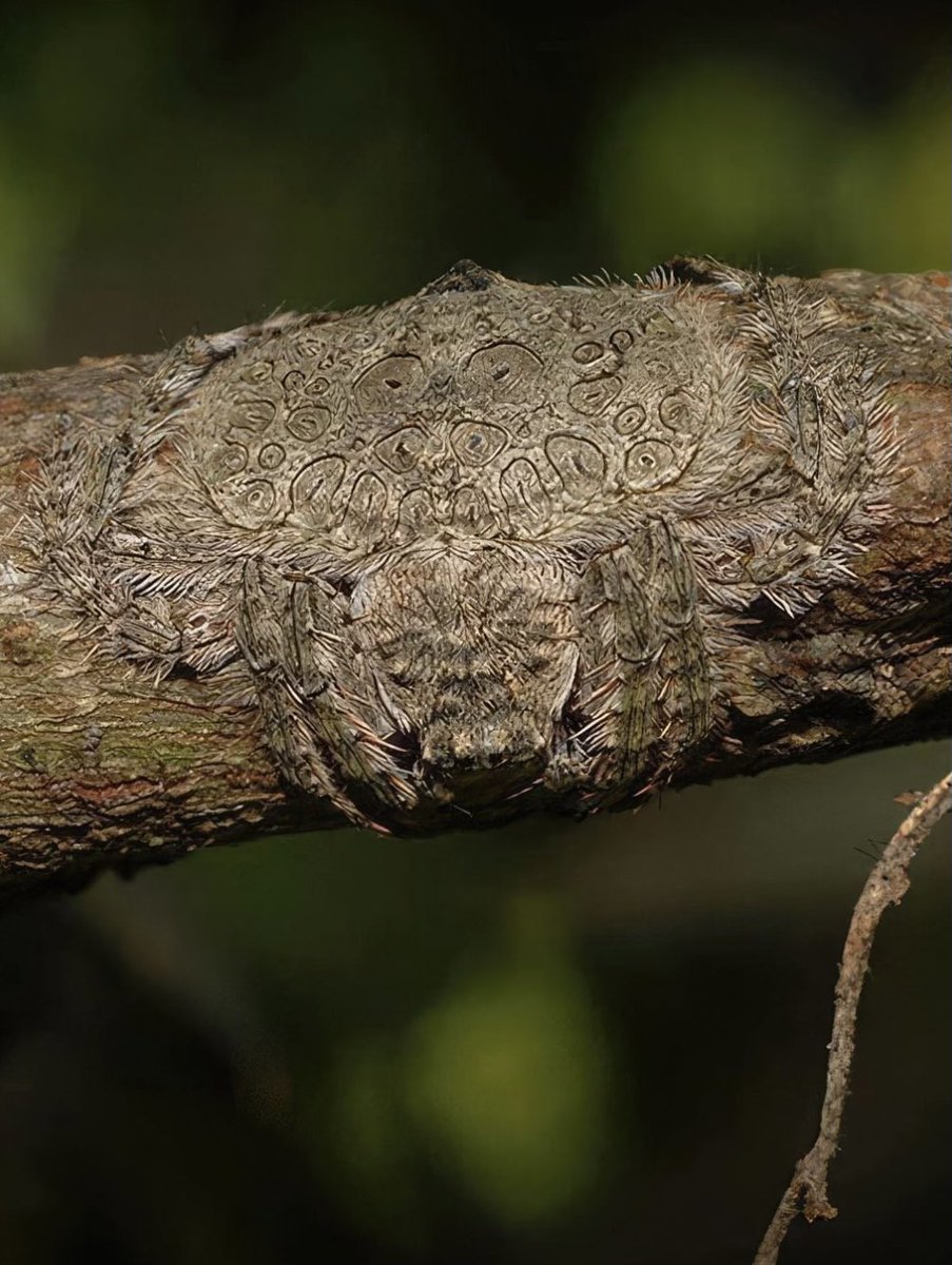 JustTerrifying's tweet image. The Wrap-around Spider, indigenous to Australia, can flatten and wrap its body around tree limbs for camouflage.