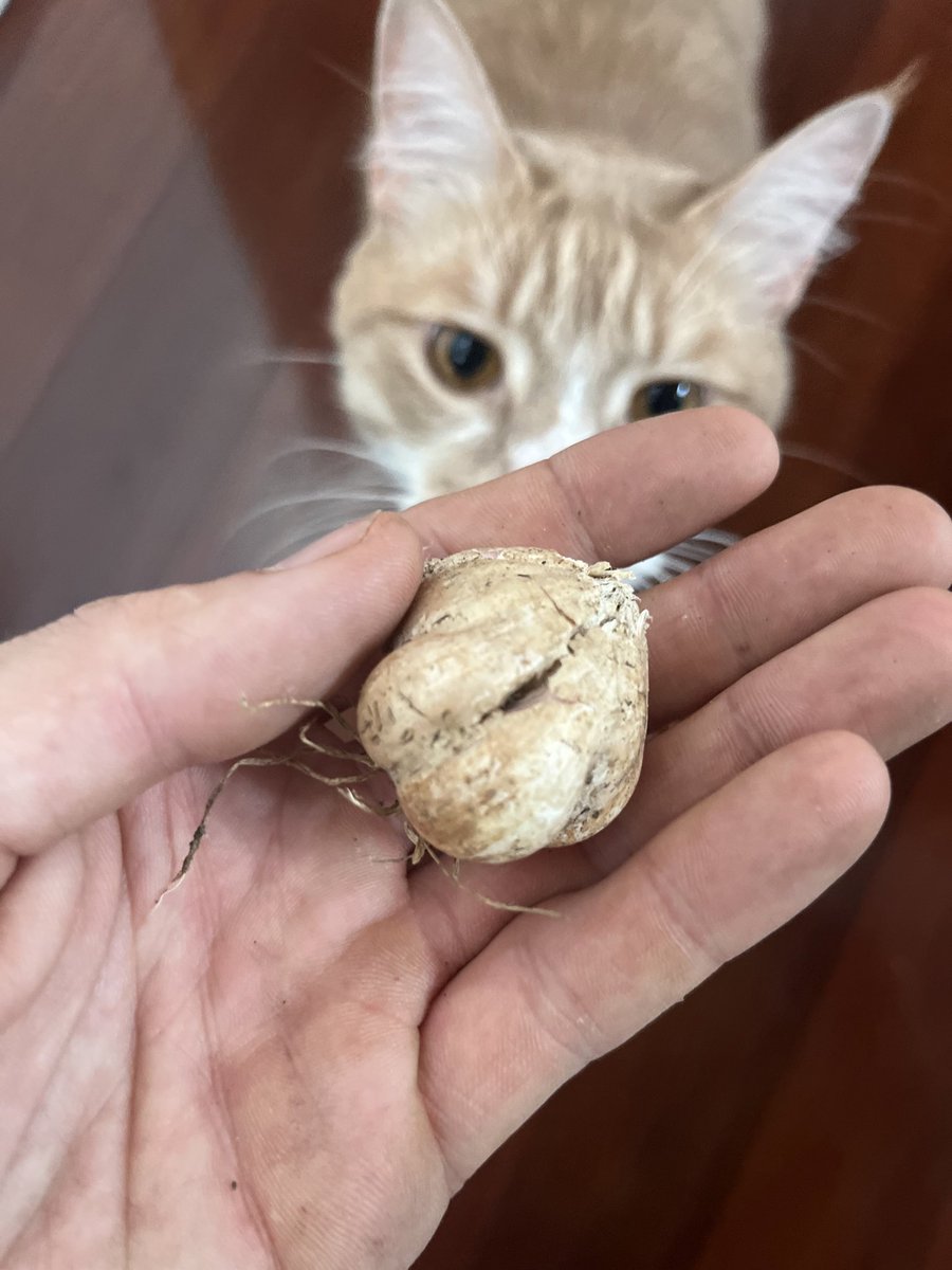 Mordy inspecting some freshly harvested garlic 🐈🧄

#Cat #Cats #DomesticShortHair #Garlic #Harvest #Grow #Gardening