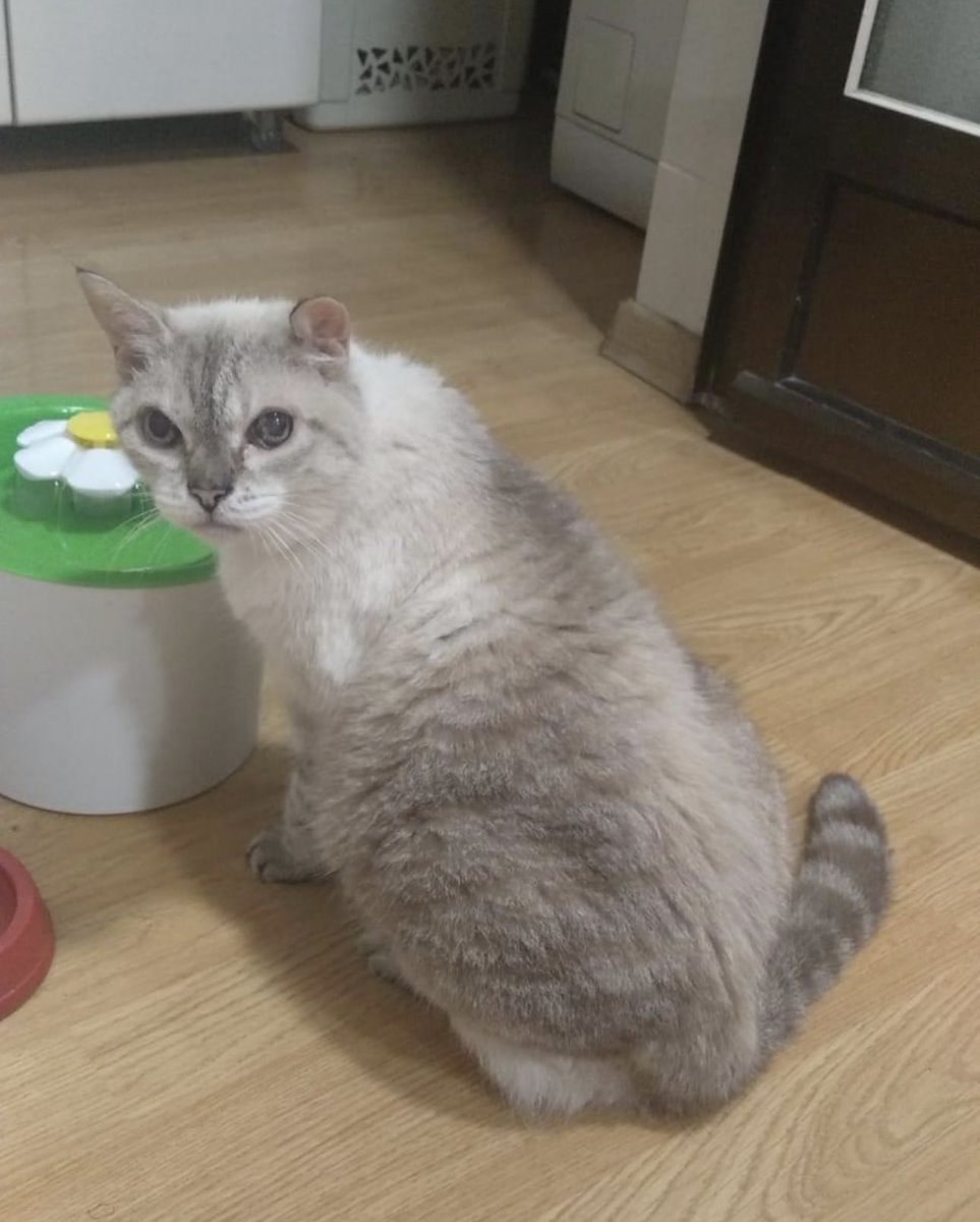 Esta gatita tiene 17 años y su dueño se va a una residencia que es mayor y nadie se la “puede”quedar…

Por favor difundir 609256358
Alicante.